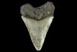 Fossil Megalodon Tooth - North Carolina #130018-2